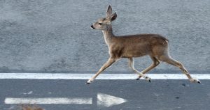 A young deer running down a paved road.